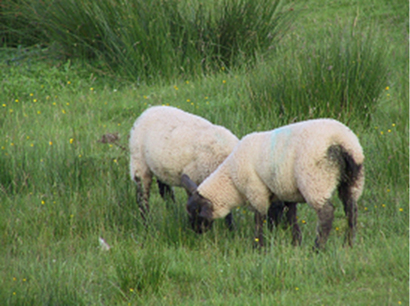 Title: Livestock Crisis in Kashmir as Liver Fluke Spreads Amidst Dry Weather