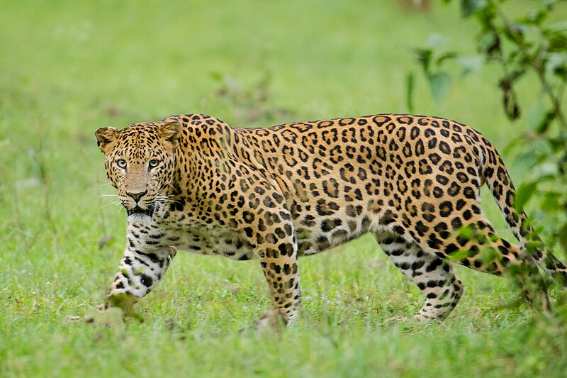 Leopard Captured Alive in North Kashmir's Baramulla District